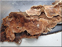 Amylostereum