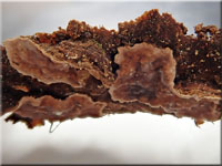 Amylostereum areolatum