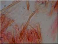 Amylostereum areolatum