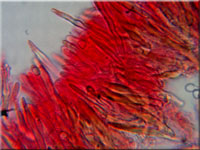 Amylostereum areolatum
