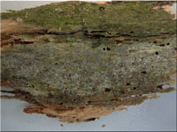 Amyloxenasma