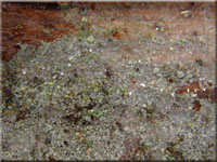 Amyloxenasma allantosporum