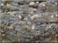 Amyloxenasma allantosporum