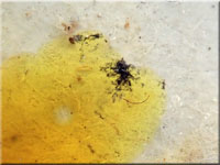 Amyloxenasma allantosporum