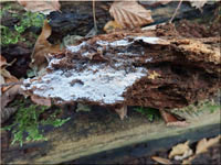 Athelia arachnoidea