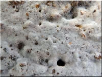 Athelia arachnoidea