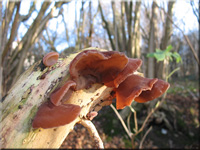 Judasohr - Auricularia auricula-judae