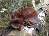 Judasohr - Auricularia auricula-judae