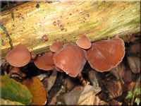 Judasohr - Auricularia auricula-judae