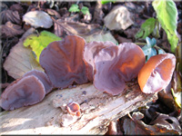 Judasohr - Auricularia auricula-judae