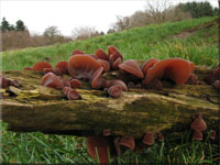 Judasohr - Auricularia auricula-judae
