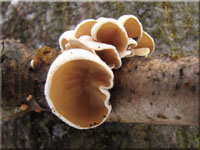 Pappel - Judasöhrchen - Auriculariopsis ampla