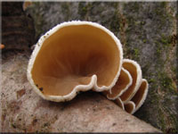 Pappel - Judasöhrchen - Auriculariopsis ampla