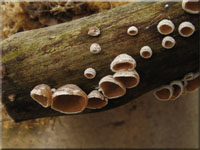 Pappel - Judasöhrchen - Auriculariopsis ampla