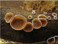 Pappel - Judasöhrchen - Auriculariopsis ampla