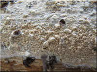 Faltiggewundener Wachsrindenpilz - Ceraceomyces serpens