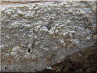Faltiggewundener Wachsrindenpilz - Ceraceomyces serpens