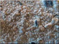 Faltiggewundener Wachsrindenpilz - Ceraceomyces serpens