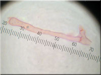 Faltiggewundener Wachsrindenpilz - Ceraceomyces serpens