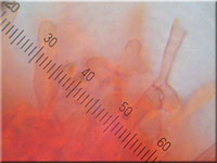 Faltiggewundener Wachsrindenpilz - Ceraceomyces serpens