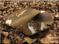 Schwarzhtiger Steinpilz - Boletus aereus