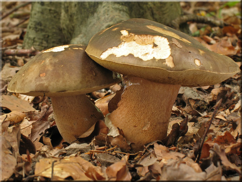 Schwarzhtiger Steinpilz - Boletus aereus