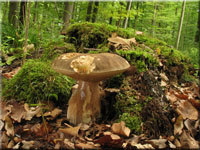 Schwarzhtiger Steinpilz - Boletus aereus