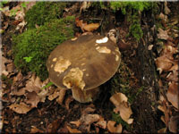 Schwarzhtiger Steinpilz - Boletus aereus