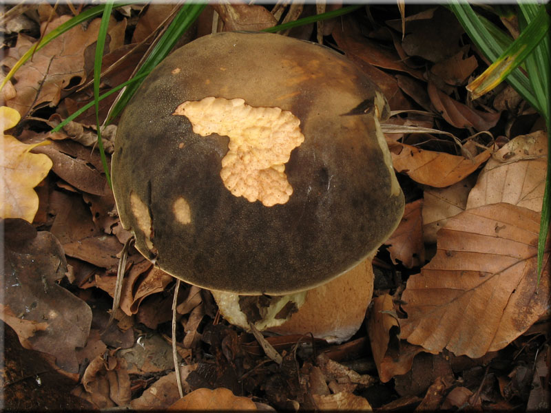 Schwarzhtiger Steinpilz - Boletus aereus