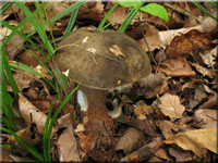 Schwarzhtiger Steinpilz - Boletus aereus