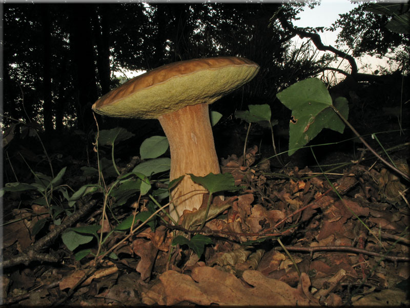 Sommersteinpilz - Boletus aestivalis