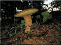 Sommersteinpilz - Boletus aestivalis
