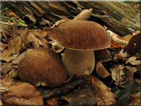 Sommersteinpilz - Boletus aestivalis