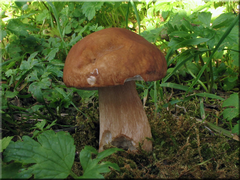 Sommersteinpilz - Boletus aestivalis