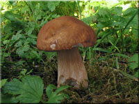 Sommersteinpilz - Boletus aestivalis