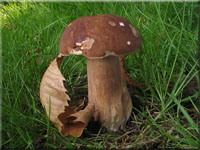Sommersteinpilz - Boletus aestivalis