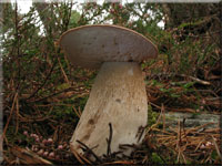 Fichten-Steinpilz - Boletus edulis