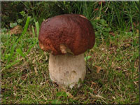 Fichten-Steinpilz - Boletus edulis