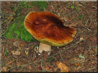 Fichten-Steinpilz - Boletus edulis
