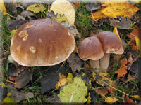 Fichten-Steinpilz - Boletus edulis