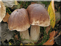 Fichten-Steinpilz - Boletus edulis