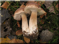 Fichten-Steinpilz - Boletus edulis