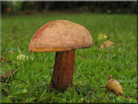 Netzstieliger Hexen-Rhrling - Boletus luridus