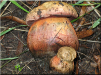 Netzstieliger Hexen-Röhrling - Boletus luridus