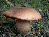 Netzstieliger Hexen-Rhrling - Boletus luridus