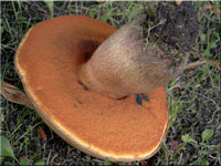 Netzstieliger Hexen-Rhrling - Boletus luridus
