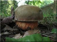 Netzstieliger Hexen-Rhrling - Boletus luridus
