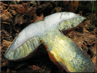 Netzstieliger Hexen-Rhrling - Boletus luridus