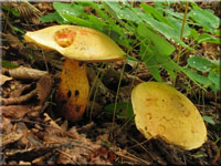 Netzstieliger Hexen-Rhrling - Boletus luridus