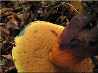 Netzstieliger Hexen-Rhrling - Boletus luridus